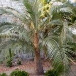 Parajubaea cocoides Tipos de fuentes