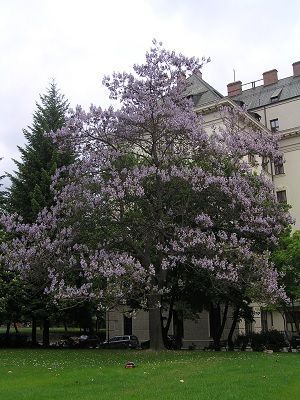 Paulownia tomentosa 1