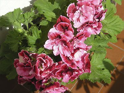 Pelargonium grandiflorum