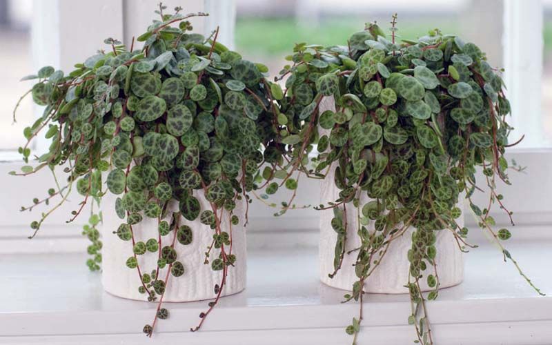 Peperomia prostrata en macetas