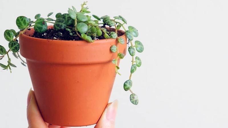 Peperomia prostrata