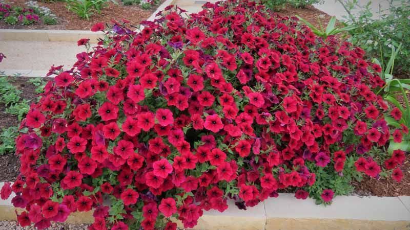 Petunia cultivada en jardín