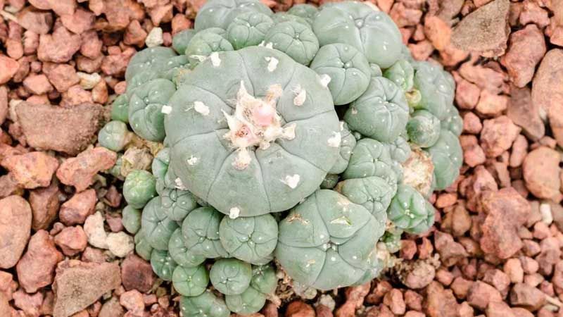 Peyote en jardín