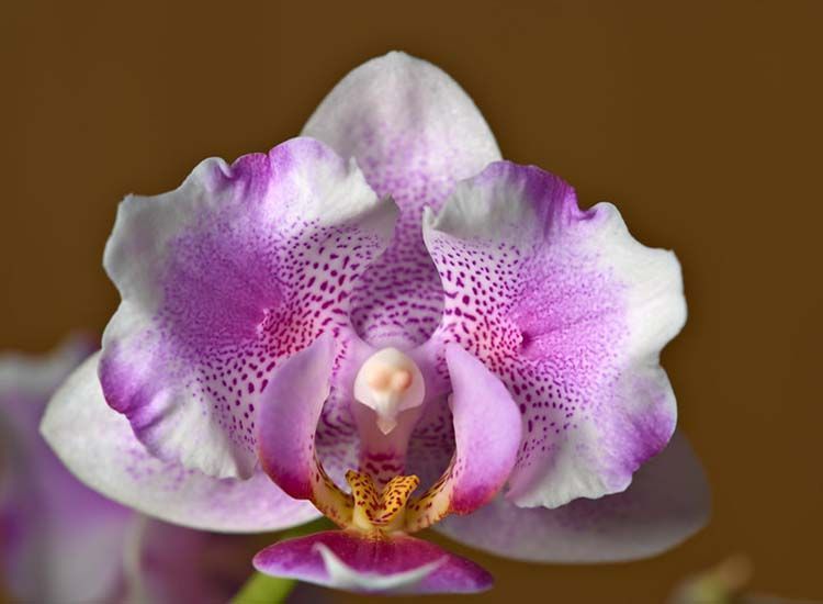 Detalle flor phalaenopsis