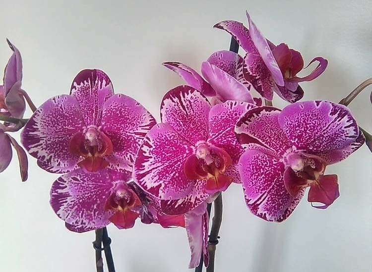 orquídeas phalaenopsis