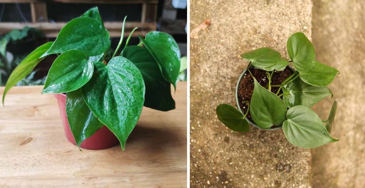 Philodendron scandens