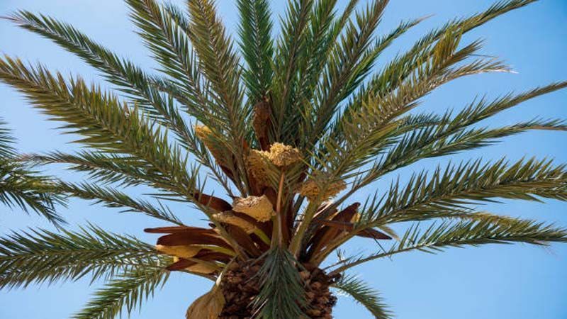 Phoenix Canariensis palmera canaria