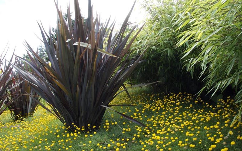 Phormium Platts Back