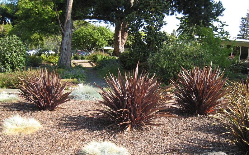 Phormium tenax en jardín
