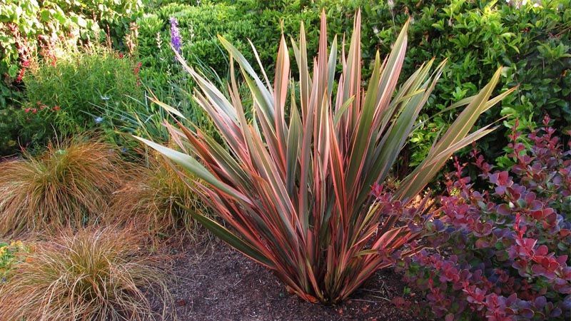 Phormium tenax
