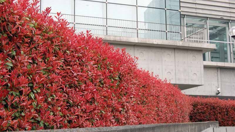 Photinia en entorno urbano