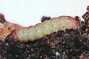 Phthorimaea operculella Phthorimaea operculella