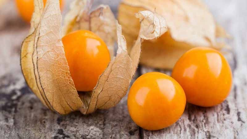 Physalis peruviana