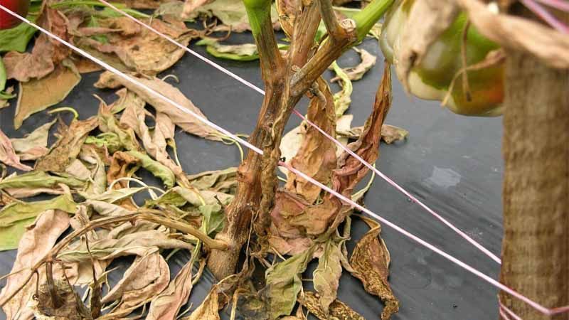 Phytophthora en cultivo de pimiento
