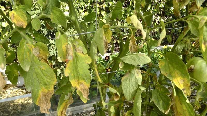 Phytophthora en cultivo de tomate
