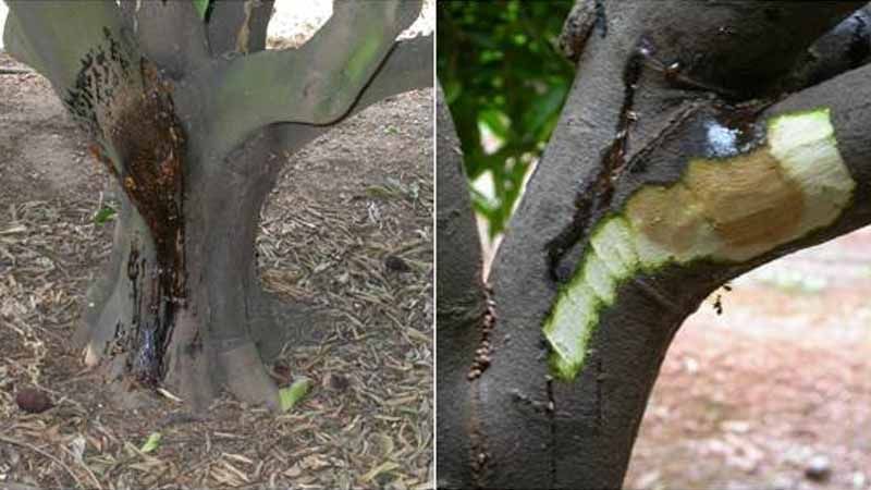 Phytophthora en cítricos
