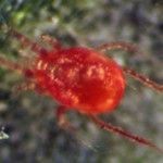 Phytoseiulus persimilis depredadores de araña roja