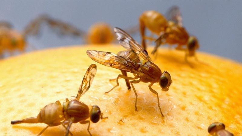 Plaga mosca de la fruta