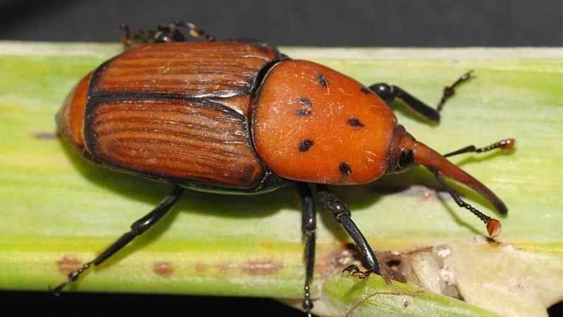 Plaga picudo rojo
