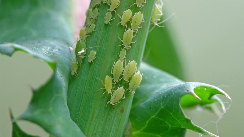 Plaga pulgones