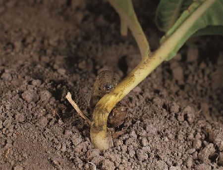 Plagas de la lechuga Agrotis