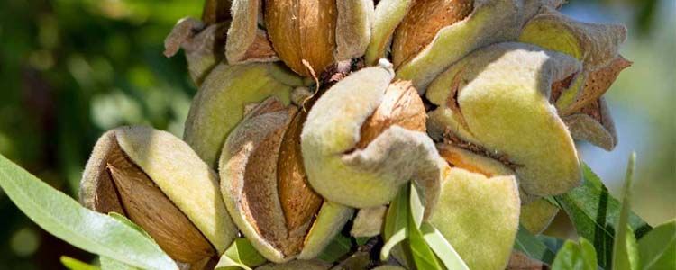 Plagas y enfermedades del almendro