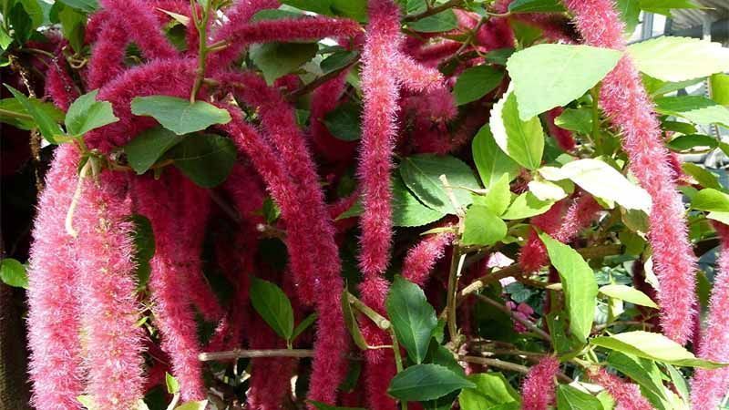 Planta Acalypha hispida