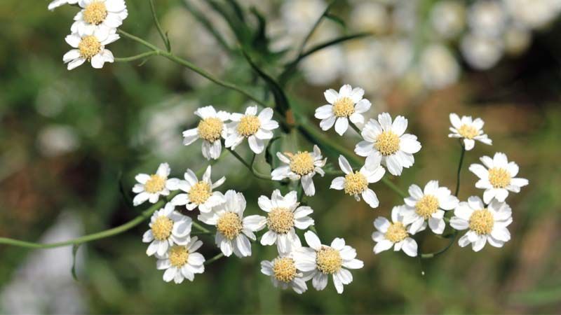 Planta Achillea ptarmica