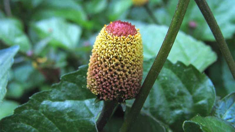 Planta Acmella oleracea