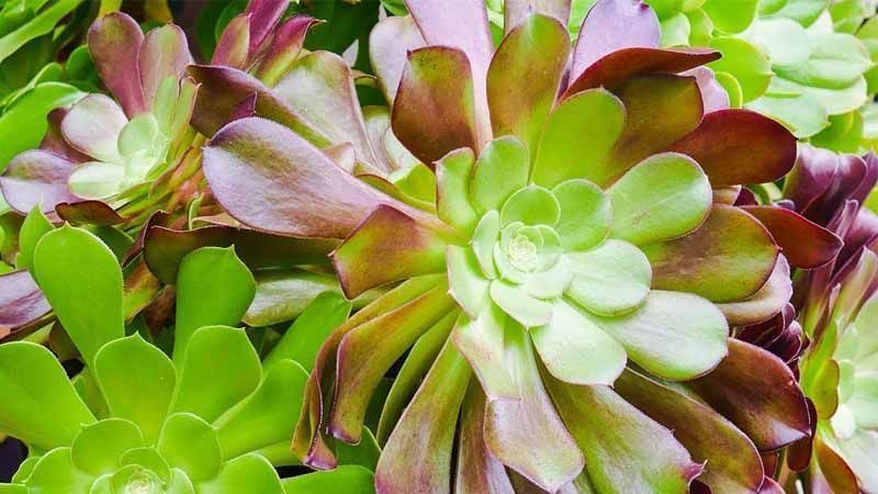 Planta Aeonium arboreum