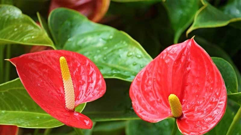 Planta Anthurium