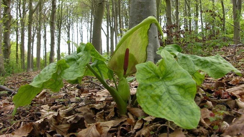 Planta Arum maculatum