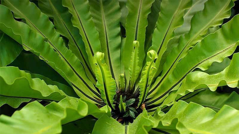 Planta Asplenium nidus avis