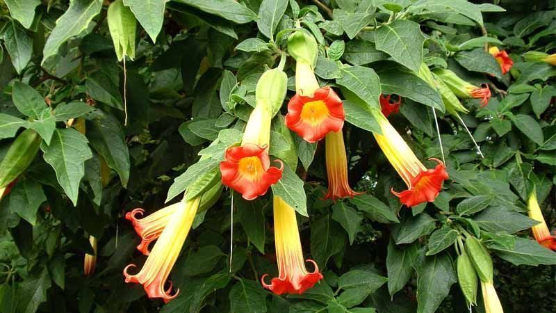Planta Brugmansia sanguinea