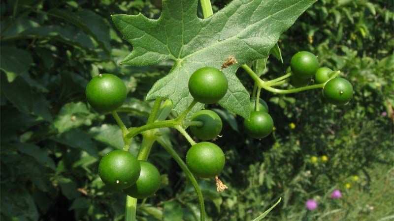 Planta Bryonia alba
