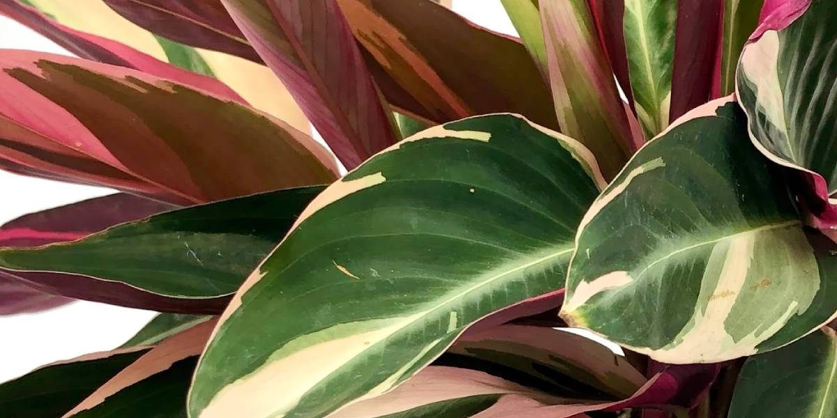 Planta Calathea Stromanthe sanguínea