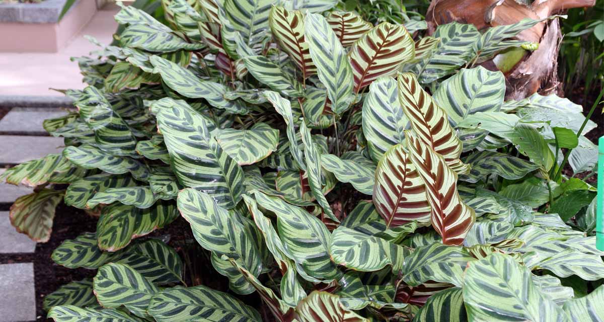 Planta Calathea makoyana