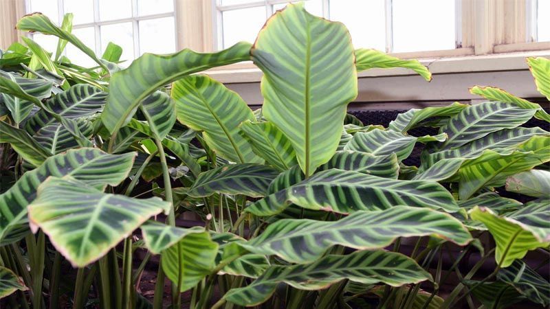 Planta Calathea zebrina
