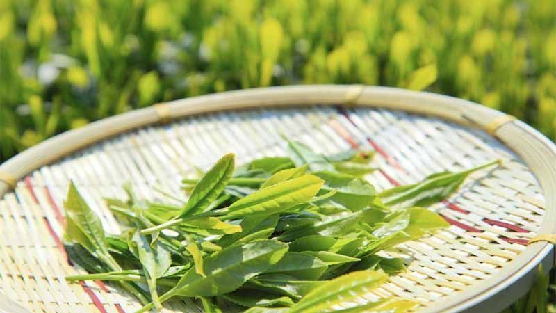 Planta Camellia sinensis