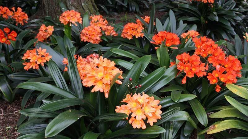 Planta Clivia miniata
