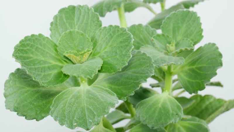 Planta Coleus canina