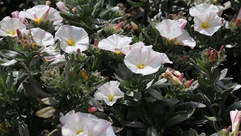Planta Convolvulus cneorum