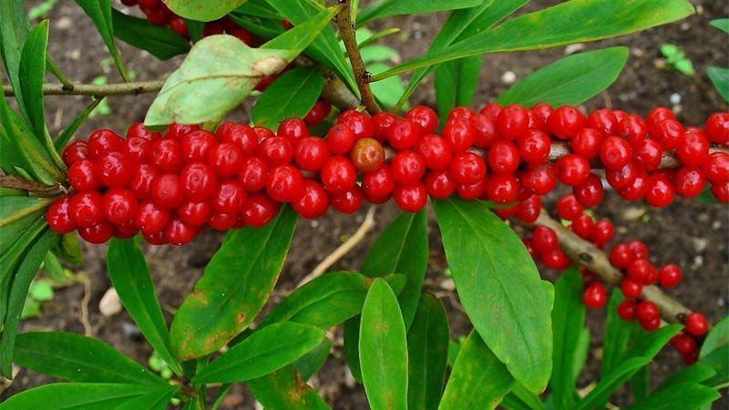 Planta Daphne mezereum