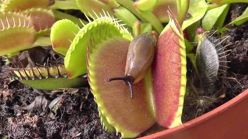 Planta Dionaea muscipula