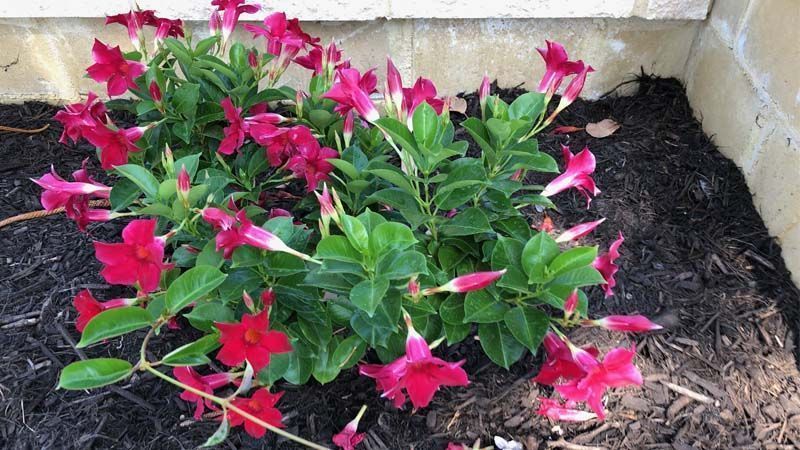 Planta Dipladenia