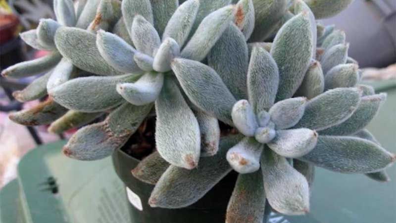 Planta Echeveria leucotricha