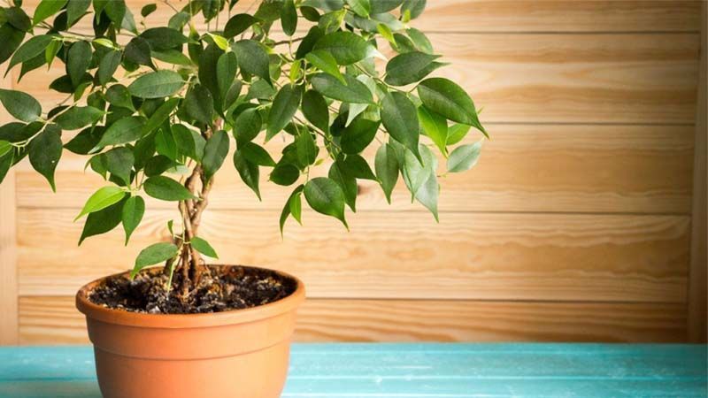 Planta Ficus benjamina