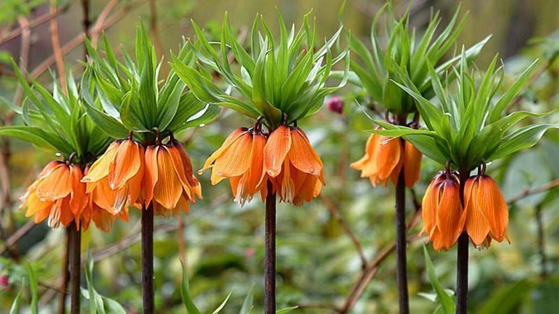 Planta Fritillaria imperialis