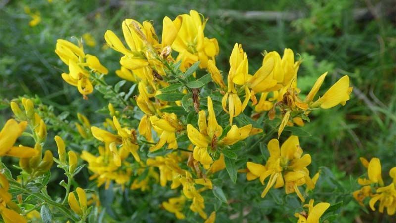 Planta Genista tinctoria