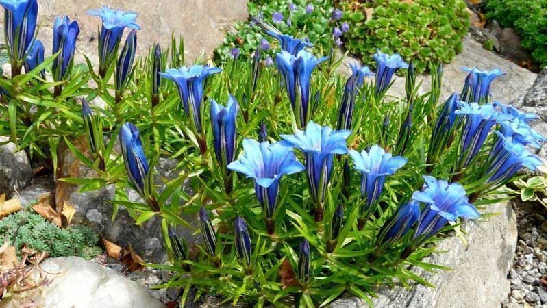 Planta Gentiana sino-ornata